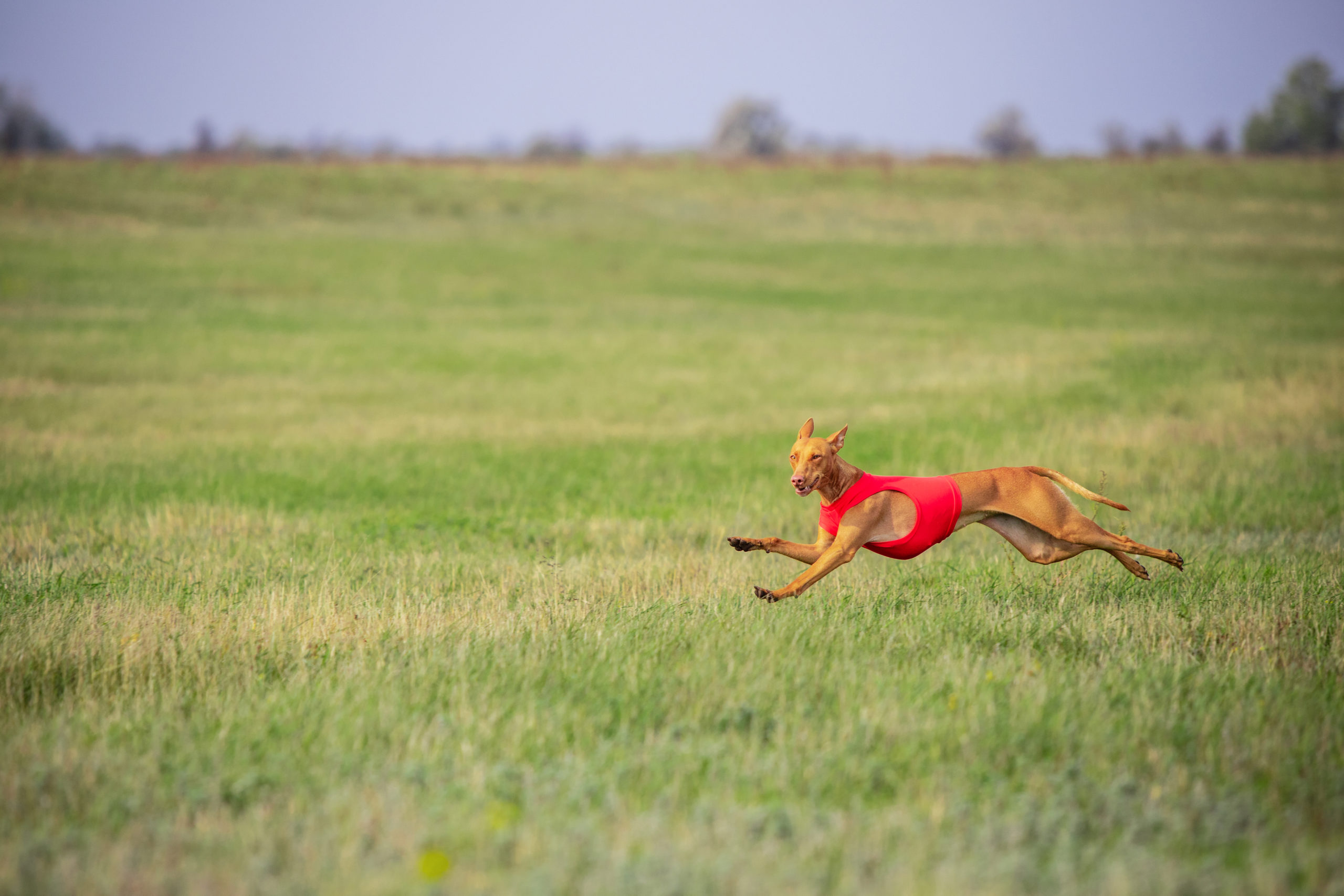 dog running fast through a lure course