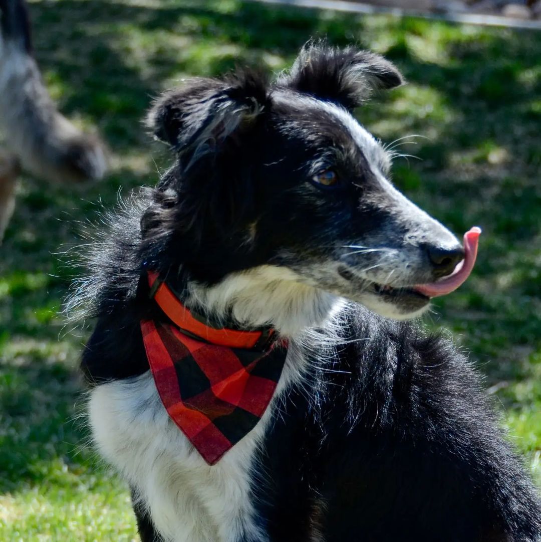 a dog with a burgundy coat means